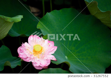 蓮花 荷花 蓮花 荷花 31267552