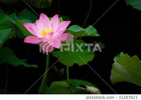 蓮花 荷花 蓮花 荷花 31267621