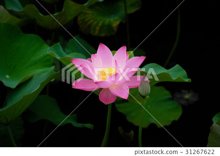 蓮花 荷花 蓮花 荷花 31267622