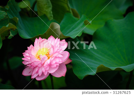 蓮花 荷花 蓮花 荷花 31267625