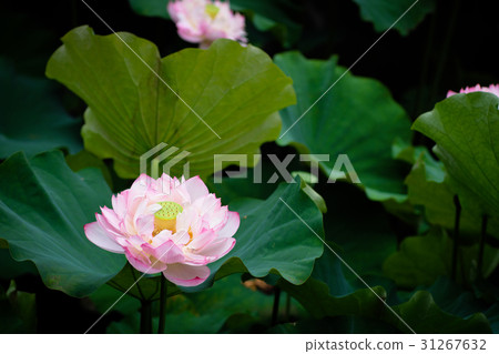 蓮花 荷花 蓮花 荷花 31267632