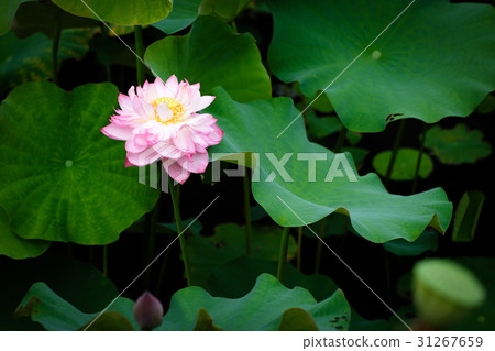 蓮花　荷花 31267659