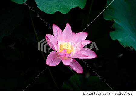 Lotus Lotus 31267708