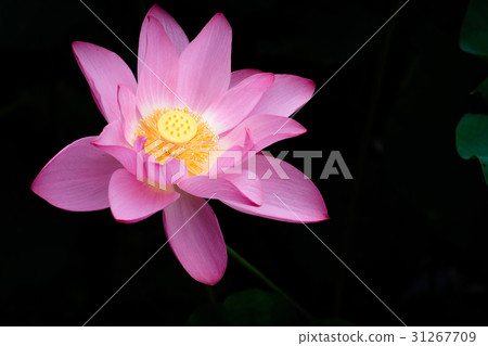 Lotus 31267709