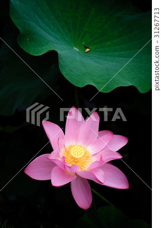 蓮花　荷花 31267713