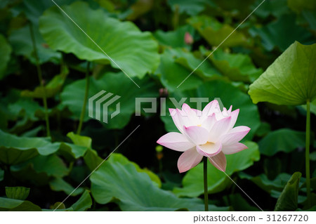 Lotus Lotus 31267720