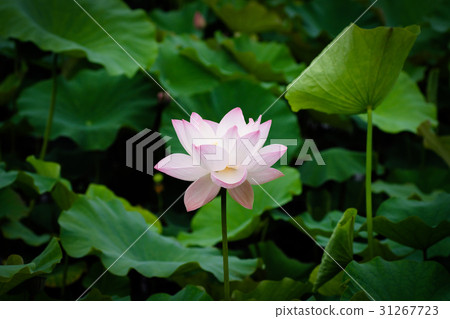 Lotus Lotus 31267723