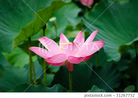 蓮花 荷花 蓮花 荷花 31267732