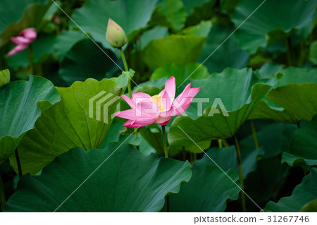 蓮花 荷花 蓮花 荷花 31267746