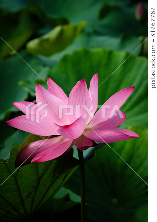 蓮花　荷花 31267762