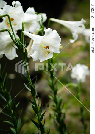 lily lily 31267807