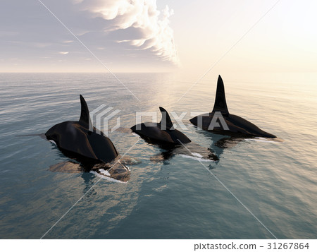 Killer whale family Killer whale family 31267864