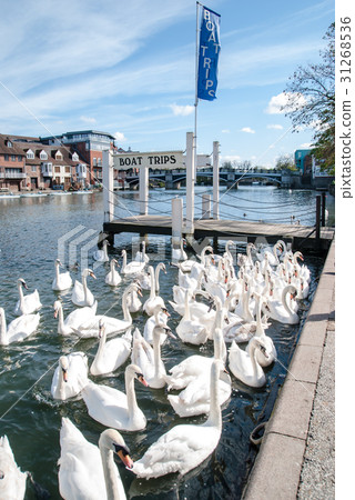 White swans floating on the Thames river in Windsor castle side White swans floating on the Thames river in Windsor castle side 31268536