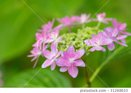 桃紅色八仙花屬（八仙花屬）花，特寫鏡頭迷離景深 31268633