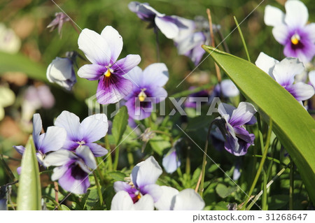 Viola Viola 31268647