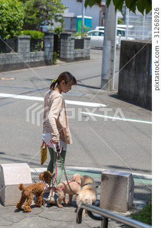 Walk with my dog 31268926