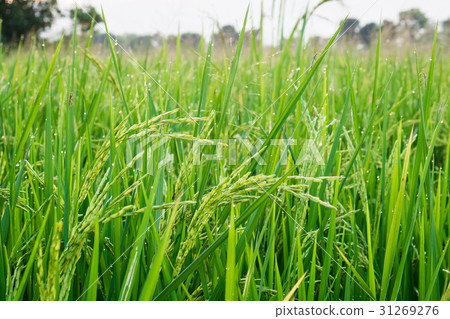 Young rice grain with dewdrop and Insect pest. Young rice grain with dewdrop and Insect pest. 31269276