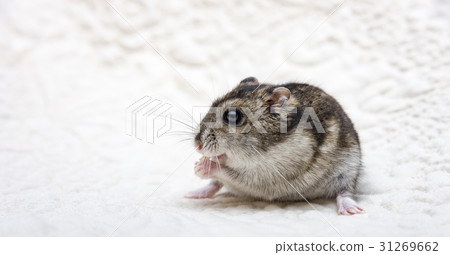 Dwarf hamster eating seeded bread on a chopping 31269662