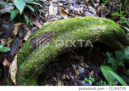 The roots of trees with moss stick. The roots of trees with moss stick. 31269789