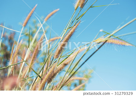 Grass flower with blue sky texture background. Grass flower with blue sky texture background. 31270329