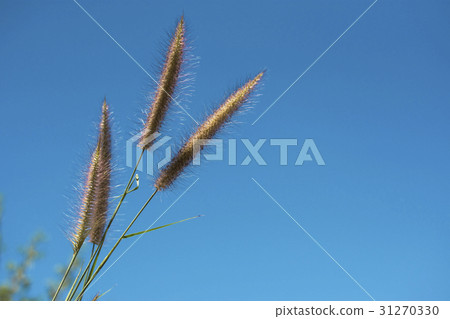 Grass flower with blue sky texture background. Grass flower with blue sky texture background. 31270330