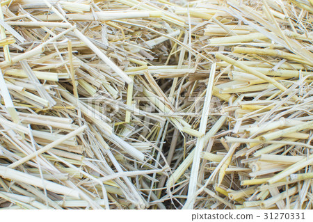Hay bale agriculture field in farm. Hay bale agriculture field in farm. 31270331