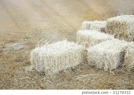 Hay bale agriculture field in farm. Hay bale agriculture field in farm. 31270332