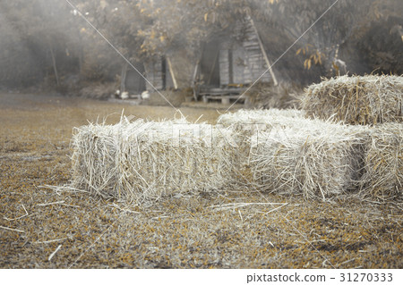 Hay bale agriculture field in farm. Hay bale agriculture field in farm. 31270333