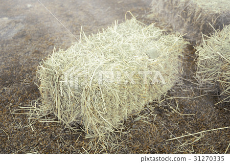 Hay bale agriculture field in farm. 31270335