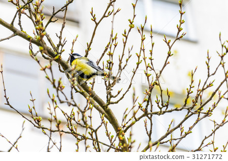 A tit on a branch A tit on a branch 31271772