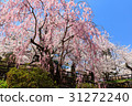 Hirosaki Castle Cherry Blossom Festival _2017 31272240