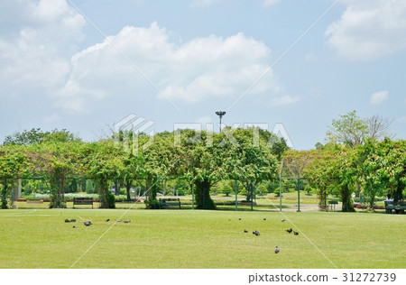 在Rama 9的鴿子在泰國停放 31272739