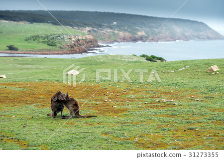 Kangaroo mother while kissing newborn son Kangaroo mother while kissing newborn son 31273355