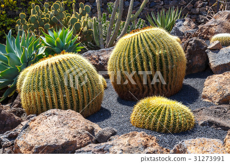 Echinocactus grusonii cactus, Lanzarote Echinocactus grusonii cactus, Lanzarote 31273991