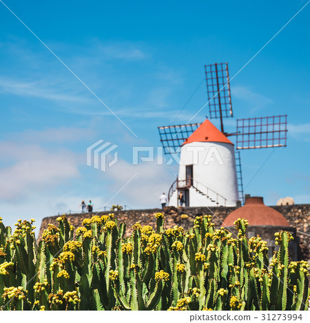 Windmill in cactus garden in Guatiza village 31273994