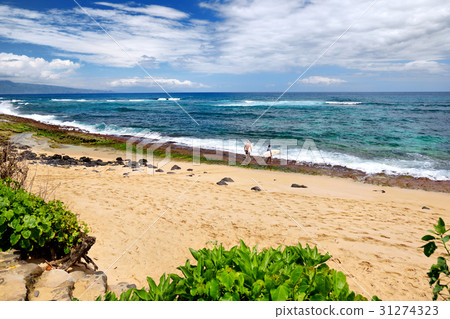 Famous Hookipa beach 31274323