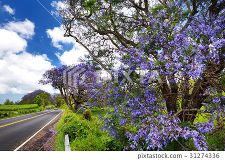 Beautiful purple jacaranda trees 31274336
