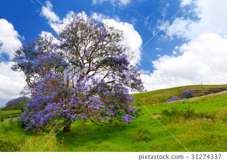 Beautiful purple jacaranda trees 31274337