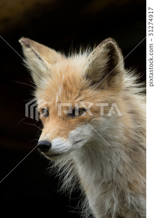 北海道北狐 31274917