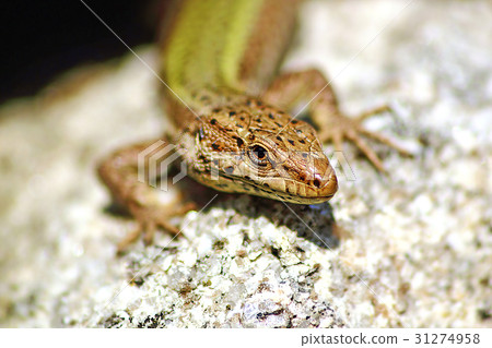 Lizard 31274958