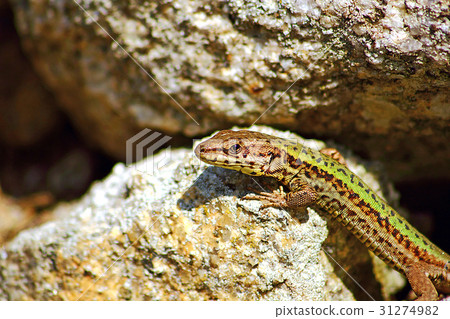Green lizard Green lizard 31274982