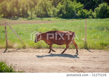 Brown cow standing smart on grass field against 31275226