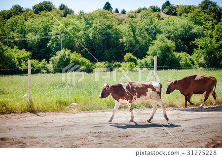 A herd of cows on road going home. A herd of cows on road going home. 31275228