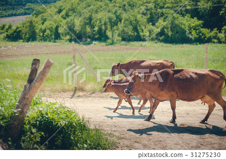 Momma Cow and Calf Momma Cow and Calf 31275230