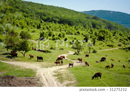 Herd of cows. Cows on the field. cows grazing at Herd of cows. Cows on the field. cows grazing at 31275232