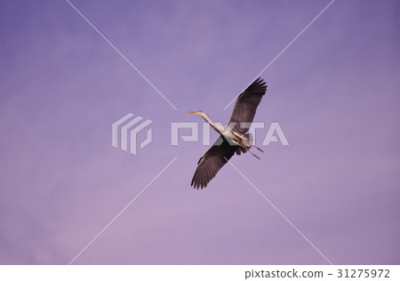 The appearance of a flying horse mackerel 31275972