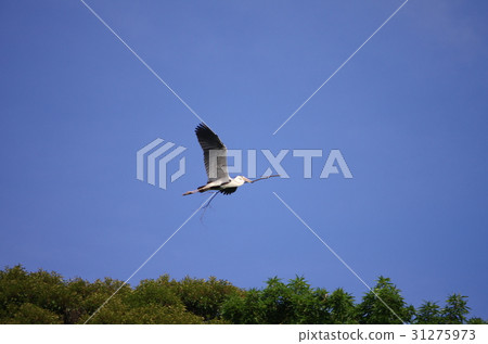 Making the nest of the blue-tailed gable with tree branches Making the nest of the blue-tailed gable with tree branches 31275973