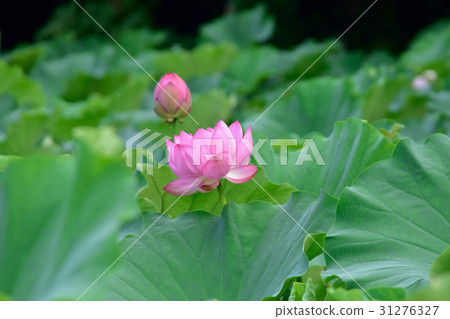 Lotus flower of Sanpi Garden Lotus flower of Sanpi Garden 31276327