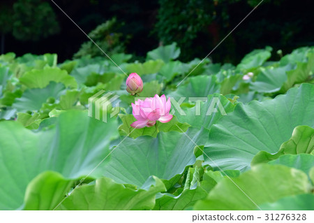 Lotus flower of Sanpi Garden Lotus flower of Sanpi Garden 31276328