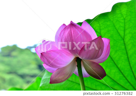 Lotus flower of Sanpi Garden Lotus flower of Sanpi Garden 31276382